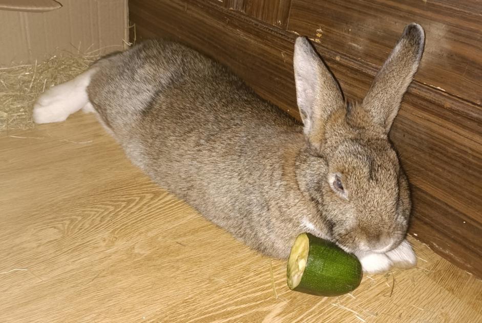 Fundmeldung Hase Weiblich Strasbourg Frankreich