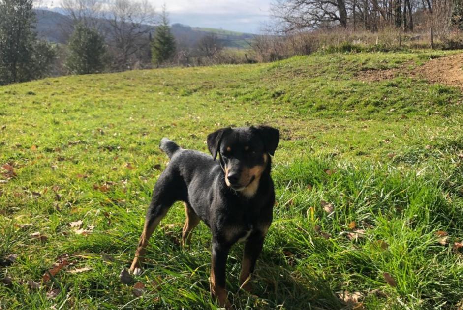 Fundmeldung Hund Männliche Lanoux Frankreich