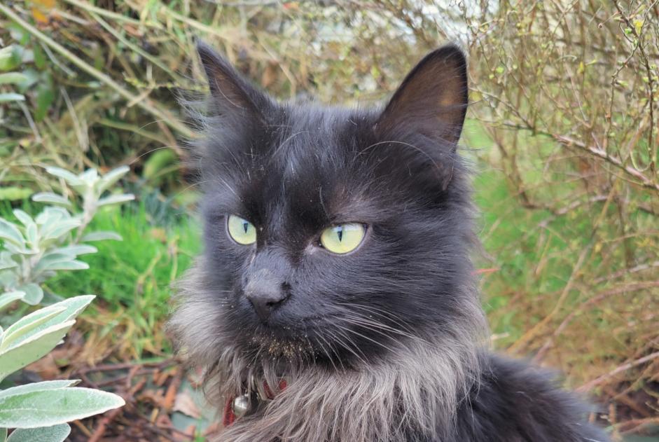 Fundmeldung Katze Unbekannt Balazé Frankreich