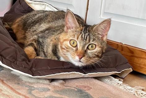 Vermisstmeldung Katze  Weiblich , 5 jahre Faye-la-Vineuse Frankreich