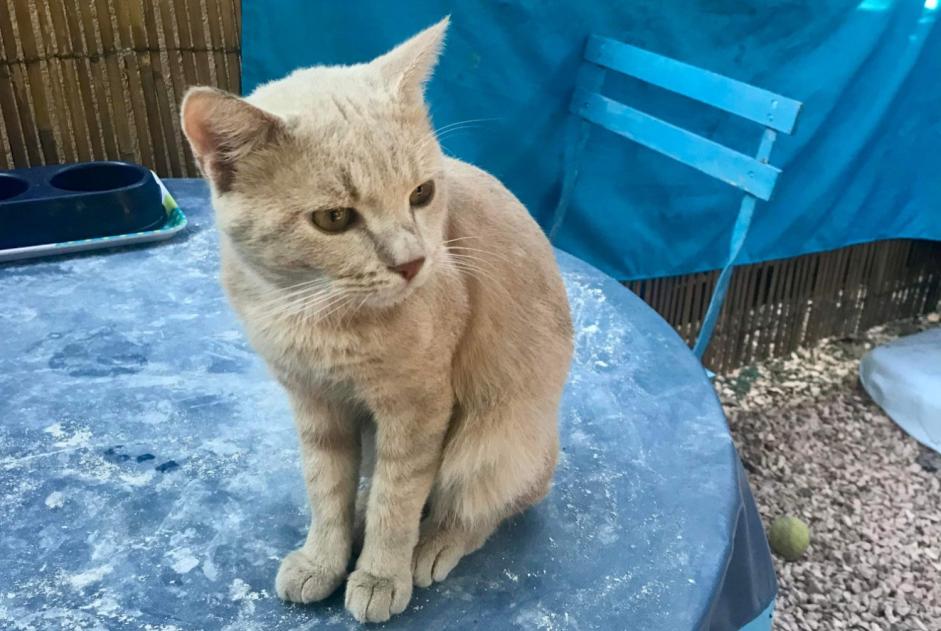 Vermisstmeldung Katze rassenmischung Männliche , 2 jahre Le Cannet-des-Maures Frankreich