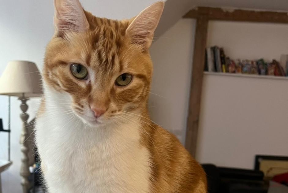 Vermisstmeldung Katze Männliche , 3 jahre Paris Frankreich