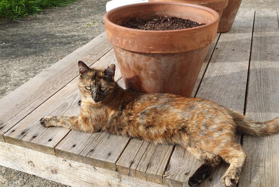 Vermisstmeldung Katze rassenmischung Weiblich , 3 jahre Betton Frankreich