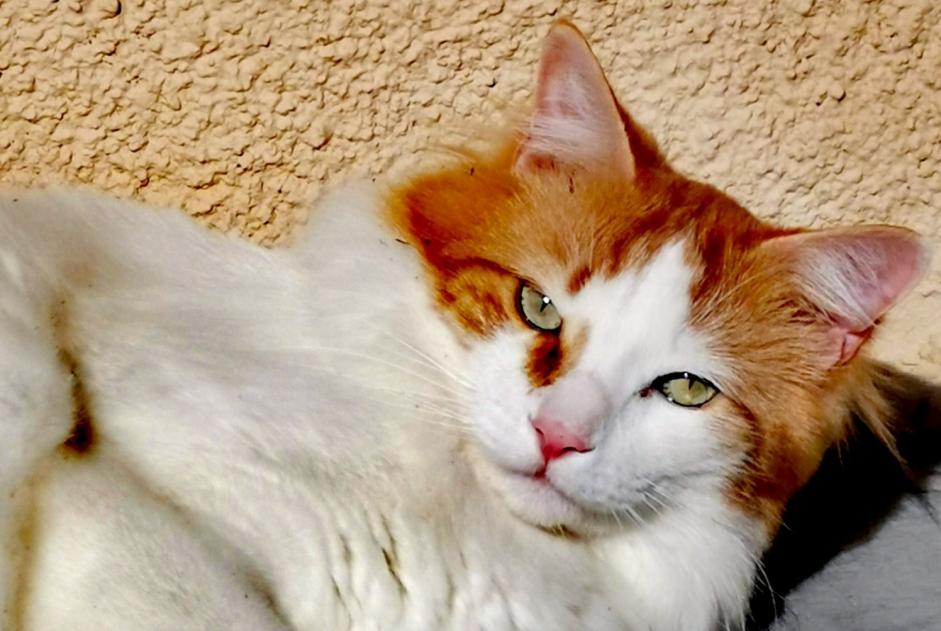 Vermisstmeldung Katze rassenmischung Männliche , 6 jahre Chaville Frankreich