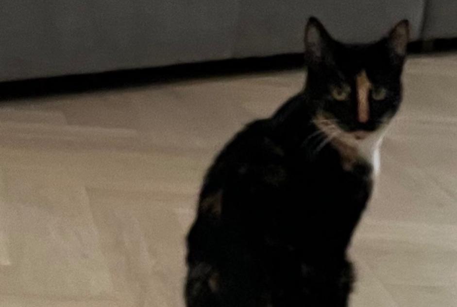 Vermisstmeldung Katze Weiblich , 2 jahre Rixensart Belgien