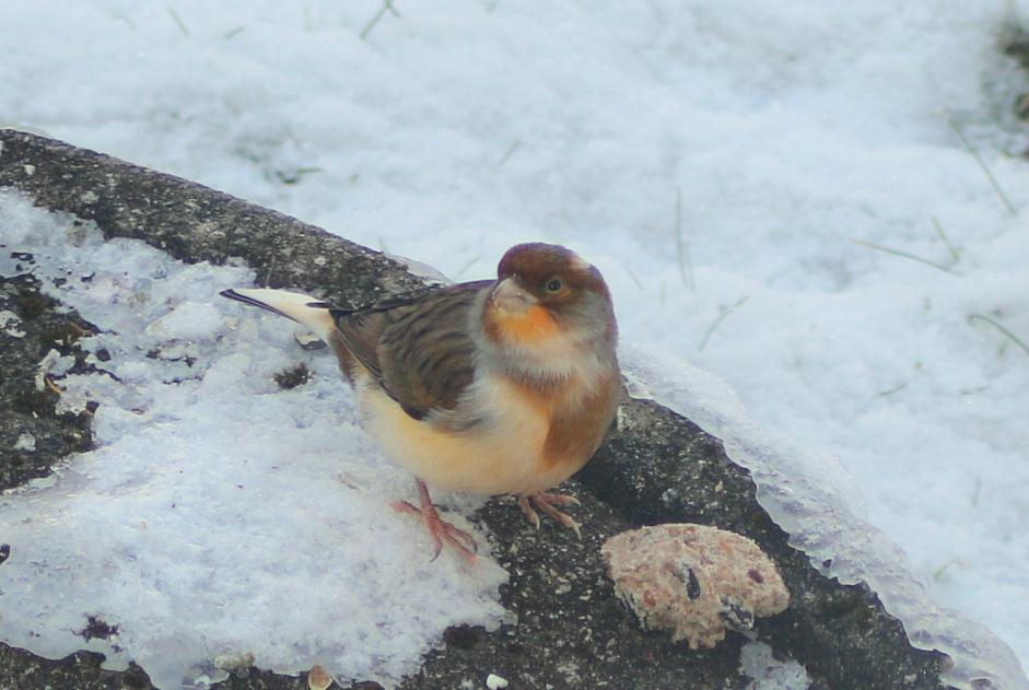 Discovery alert Bird Unknown Bulle Switzerland