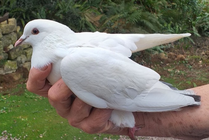 Discovery alert Bird Unknown Laize-Clinchamps France