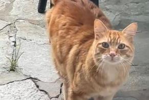 Discovery alert Cat Male Penta-di-Casinca France