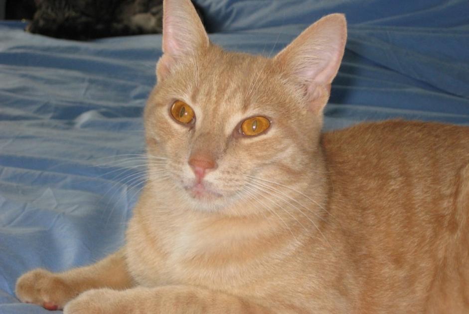 Disappearance alert Cat  Male , 2 years Marly Switzerland