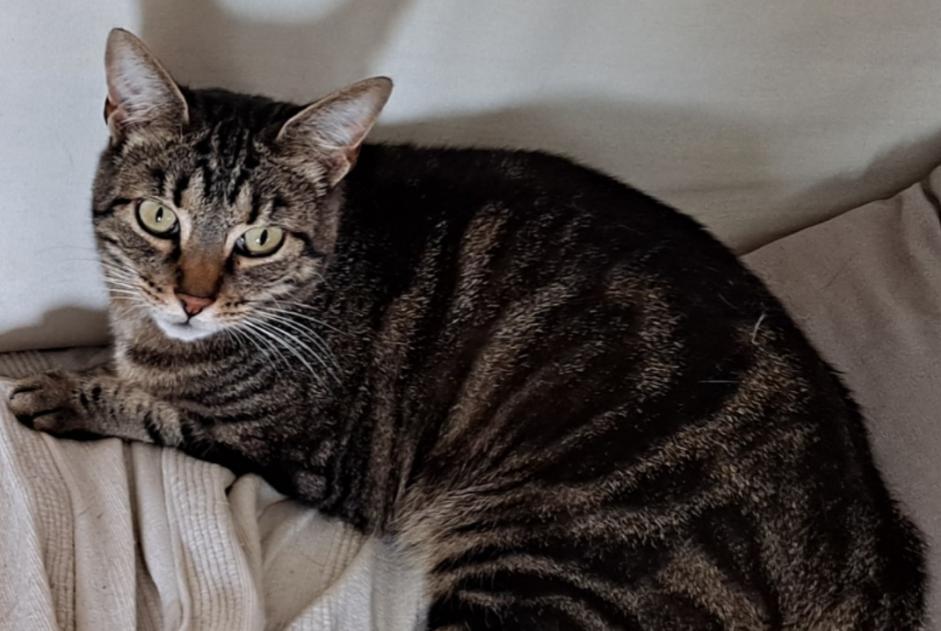 Disappearance alert Cat  Female , 7 years Richardménil France