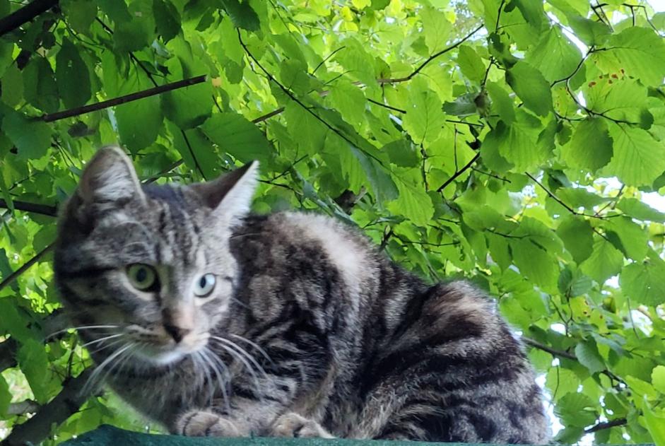 Disappearance alert Cat miscegenation Male , 2 years Ottignies-Louvain-la-Neuve Belgium