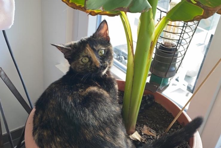 Disappearance alert Cat Female , 4 years Neuchâtel Switzerland