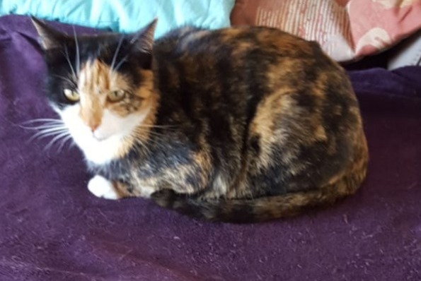 Disappearance alert Cat  Female , 10 years Delémont Switzerland