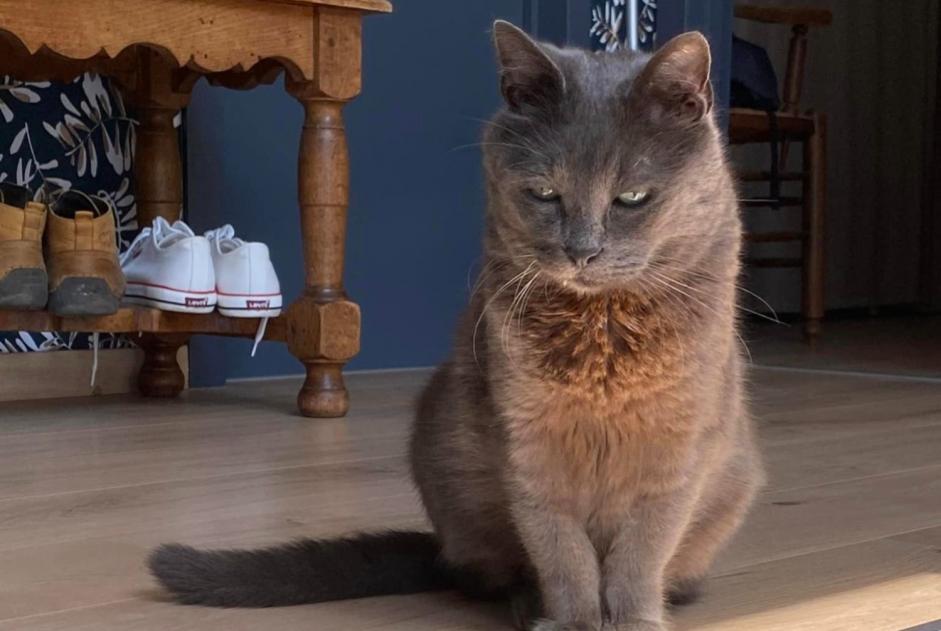 Disappearance alert Cat miscegenation Male , 12 years Quévy Belgium