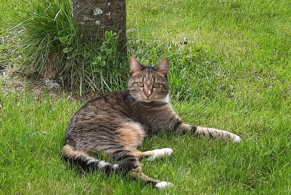 Disappearance alert Cat miscegenation Female , 5 years Marigny-l'Église France