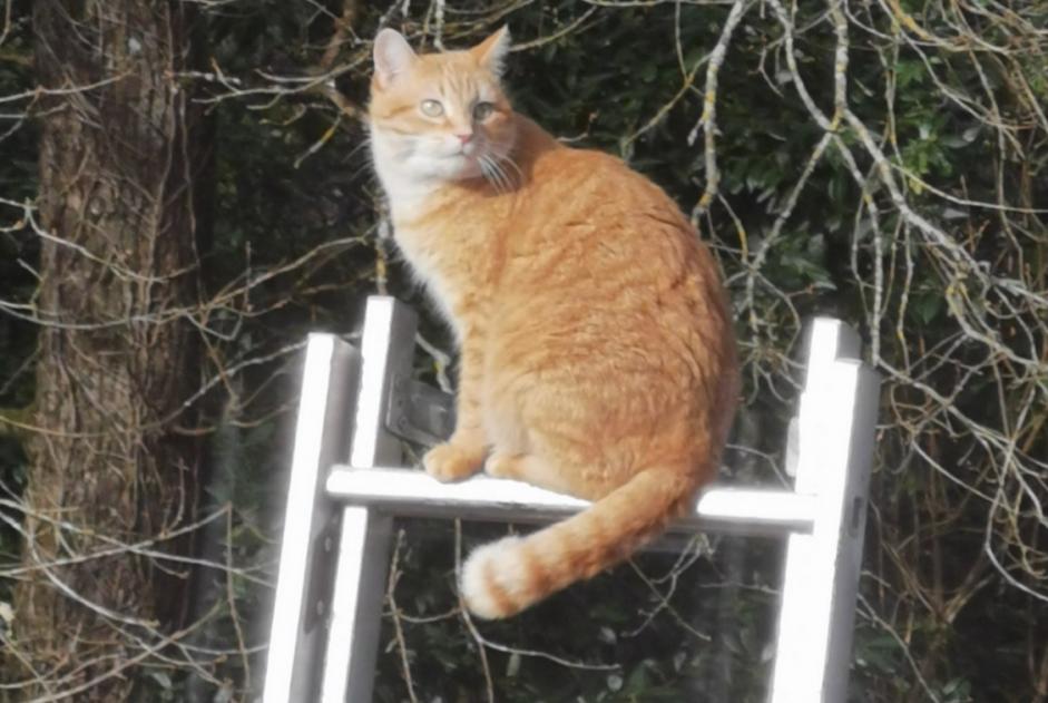 Disappearance alert Cat Female , 9 years Bayas France