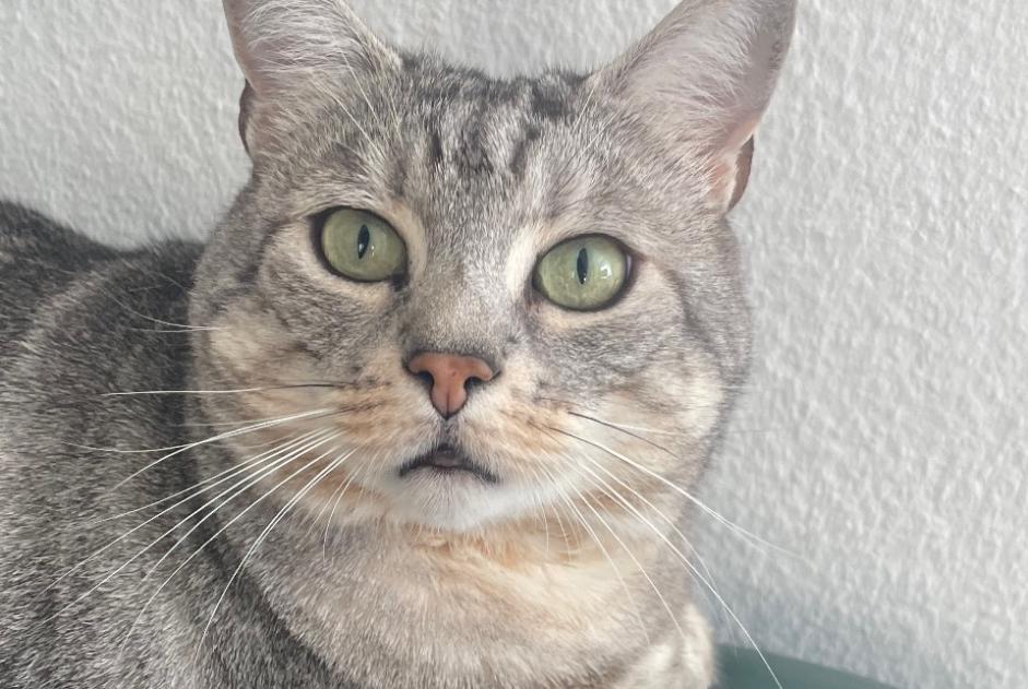 Disappearance alert Cat Male , 6 years Ecublens Switzerland