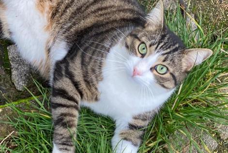 Disappearance alert Cat  Male , 4 years Chantraine France