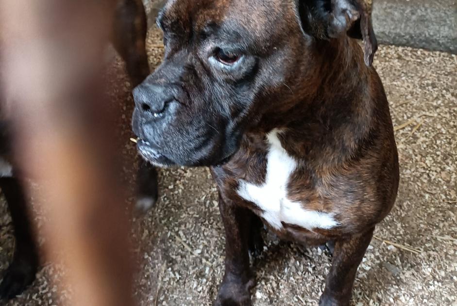 Discovery alert Dog  Female La Ferté-Macé France