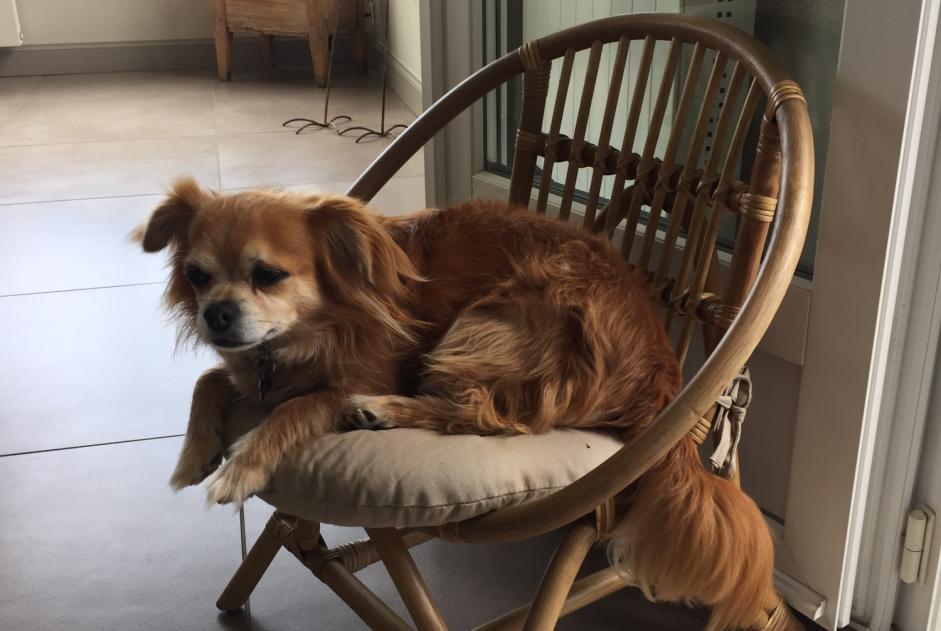 Disappearance alert Dog  Male , 13 years Cantenay-Épinard France