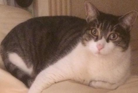 Alerta de Desaparición Gato Macho , 16 años Mougins Francia