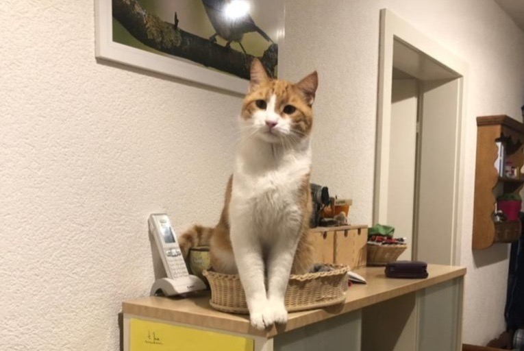 Alerta de Desaparición Gato Macho , 8 años Fribourg Suiza