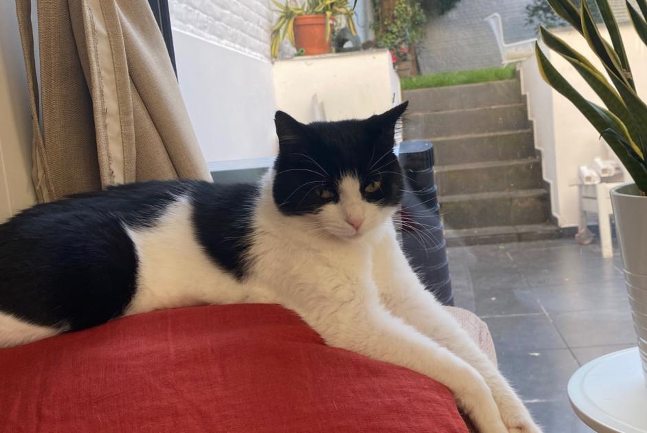 Alerta de Desaparición Gato cruce Hembra , 6 años Saint-Gilles Bélgica