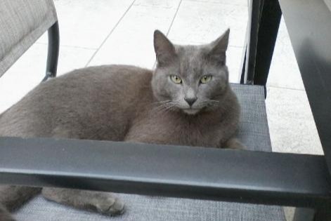 Alerta de Desaparición Gato  Macho , 8 años Saint-Sorlin-en-Bugey Francia