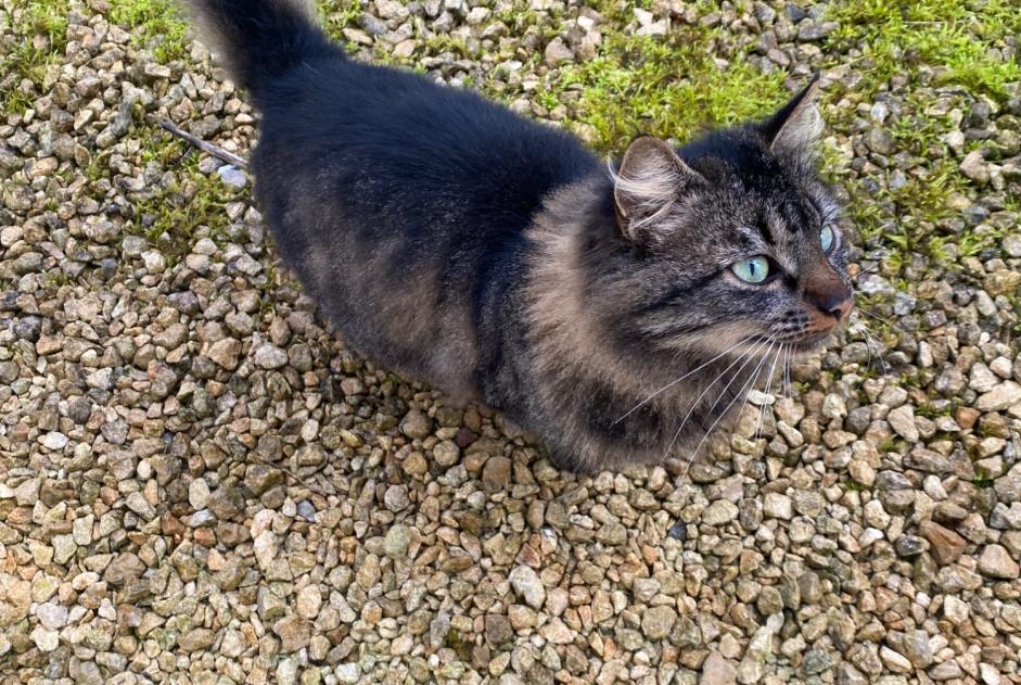 Alerta de Hallazgo Gato cruce Macho Meursac Francia