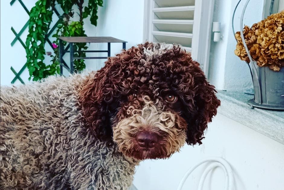 Alerta de Desaparición Perro  Hembra , 1 años San Mauro Torinese Italia