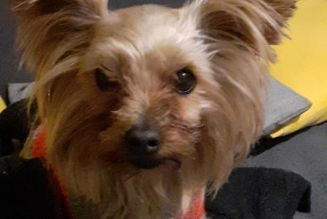 Alerta de Desaparición Perro  Hembra , 9 años Villefranche-de-Lauragais Francia