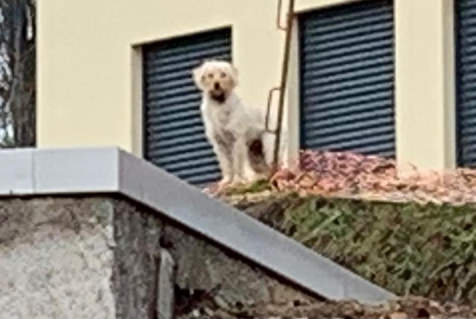 Alerta de Hallazgo Perro Desconocido , 5 años Useldange Luxemburgo