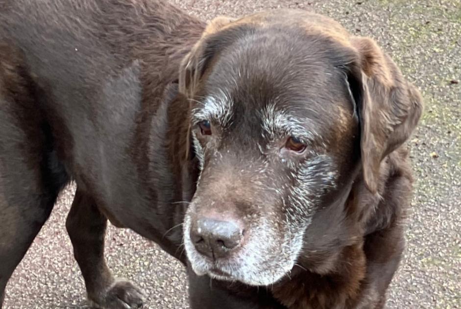 Alerta de Hallazgo Perro  Macho Châtenay-Malabry Francia