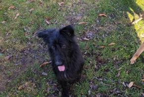 Alerta de Hallazgo Perro  Macho Saint-Denis-des-Murs Francia