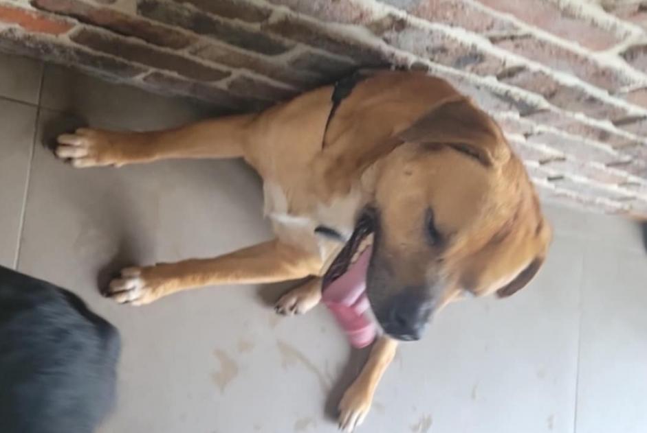 Alerta de Hallazgo Perro cruce Macho Colfontaine Bélgica