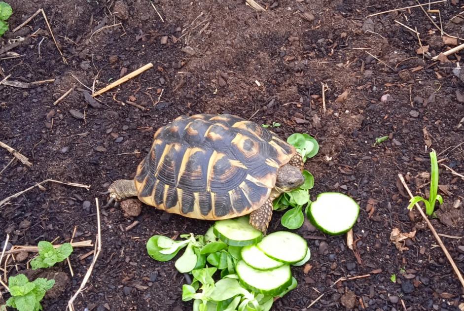 Alerta de Desaparición Tortuga Hembra Ascain Francia