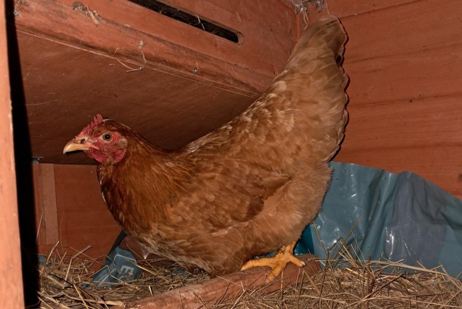 Alerte Découverte Autre Poule Inconnu Laloubère France