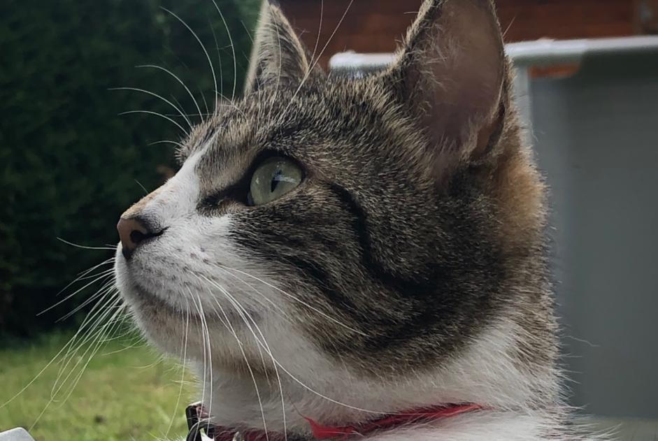 Alerte Disparition Chat Mâle , 3 ans Châteaugiron France