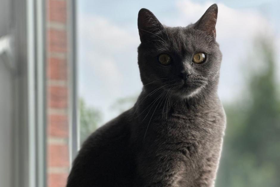 Alerte Disparition Chat  Femelle , 2 ans Genk Belgique