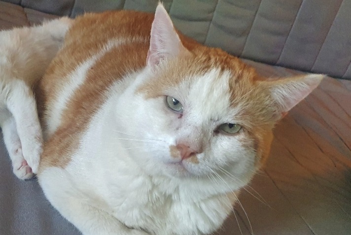 Alerte Disparition Chat Mâle , 10 ans Guignen France