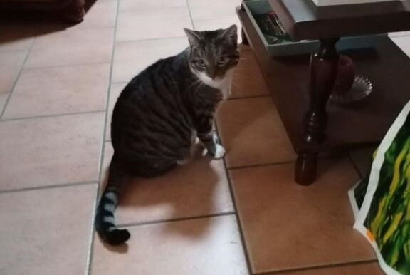 Alerte Disparition Chat croisement Femelle , 6 ans Sargé-lès-le-Mans France