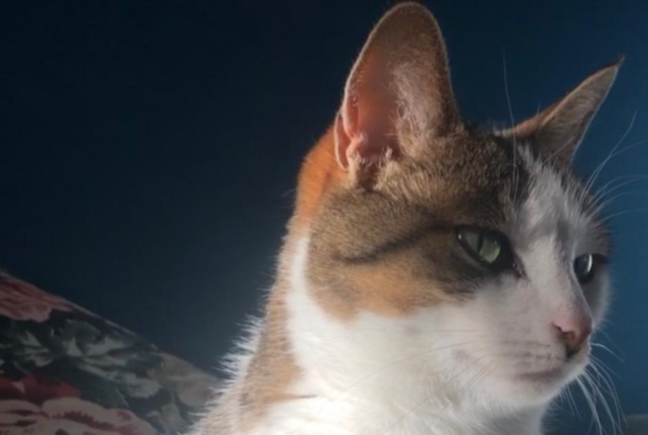 Alerte Disparition Chat Femelle , 10 ans Vufflens-la-Ville Suisse