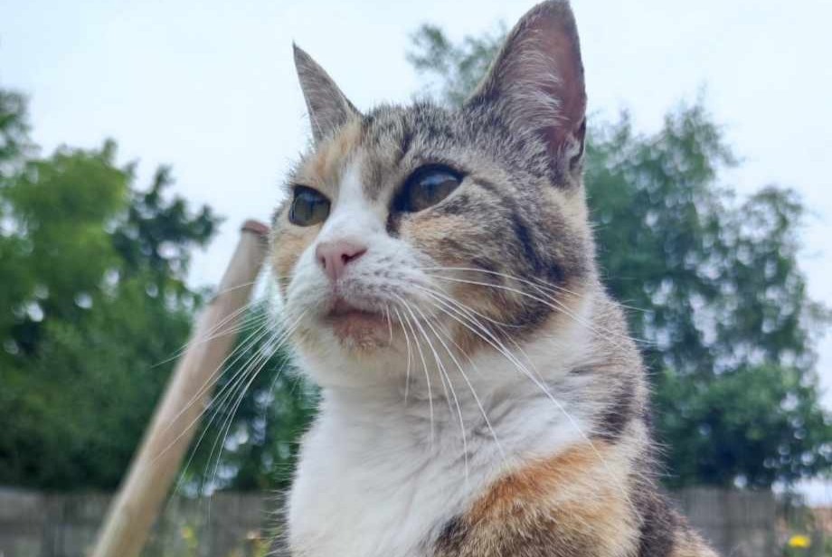 Alerte Disparition Chat Femelle , 11 ans L'Hermenault France