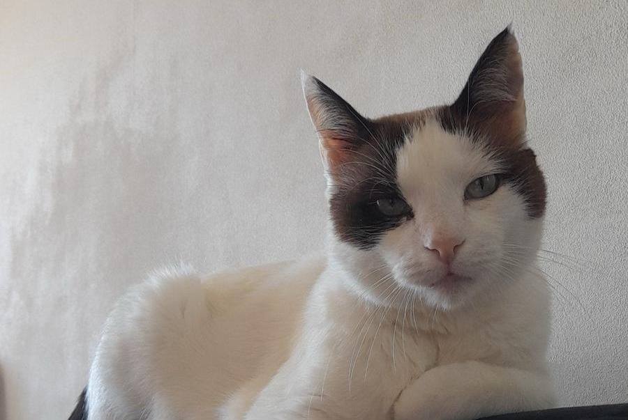 Alerte Disparition Chat croisement Mâle , 8 ans Hendaye France