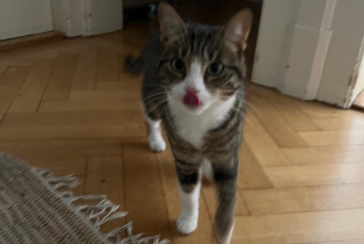 Alerte Disparition Chat Femelle , 2 ans Freiburg Suisse