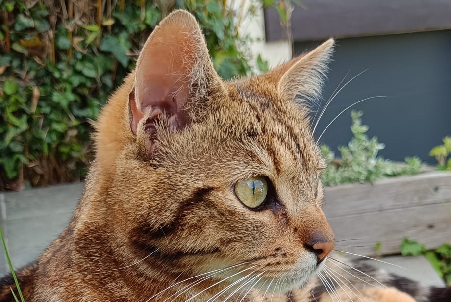 Alerte Disparition Chat Mâle , 2 ans Marchiennes France