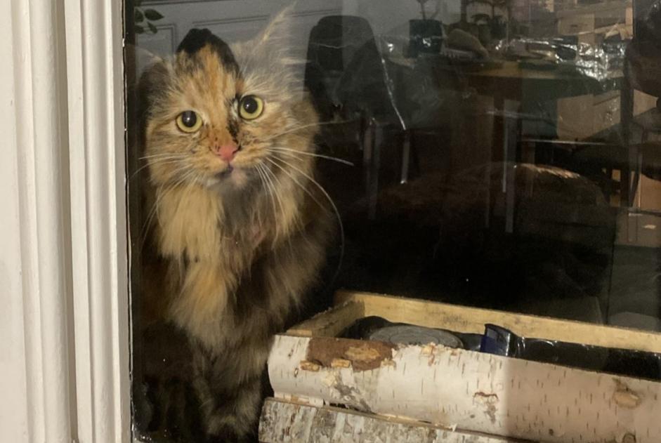 Alerte Découverte Chat Inconnu Fribourg Suisse