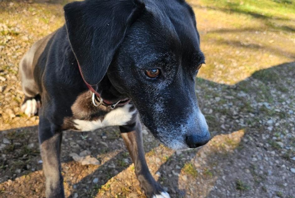 Alerte Découverte Chien croisement Femelle Lauzès France