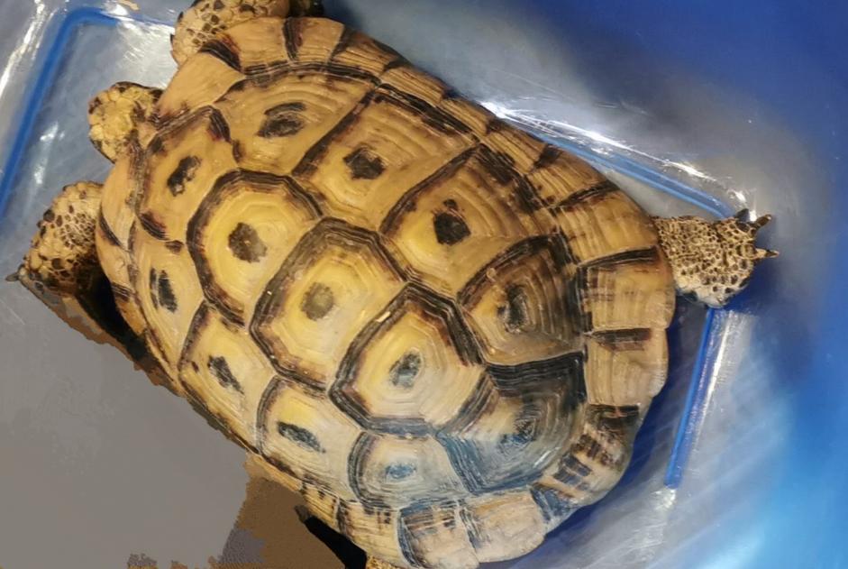 Alerte Disparition Tortue Mâle , 2025 ans Amboise France