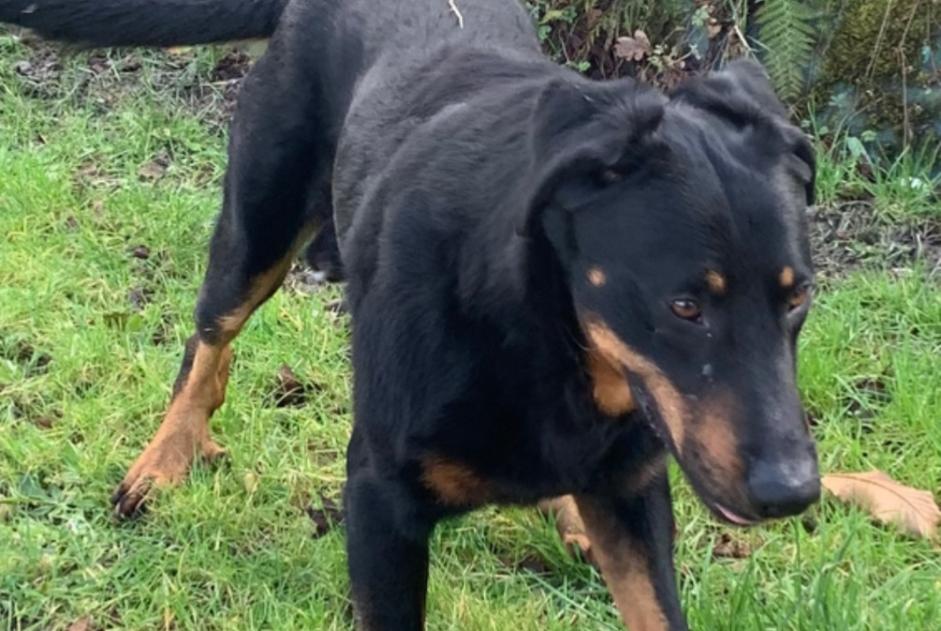 Avviso Ritrovamento Cane  Maschio , 4 anni Pleslin-Trigavou Francia